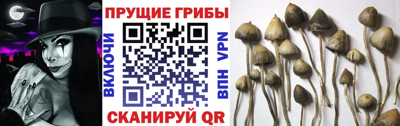 blacksprut как войти Майкоп Псилоцибиновые грибы мицелий