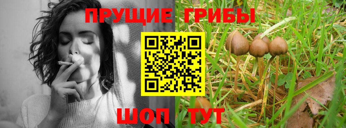 Псилоцибиновые грибы мицелий  продажа наркотиков  Майкоп  Псилоцибиновые грибы ЛСД  Вход с VPN 